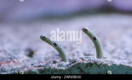 Heteroconger hassi gefleckte Gartenaalfische aus Sand in einzelnen Höhlen Meeresboden Meereslebewesen Stockfoto