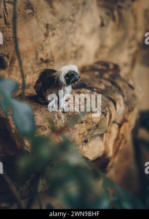 Aufnahme eines kleinen Tamarin-Affen mit Baumwollspitze in natürlichen Lebensräumen Stockfoto