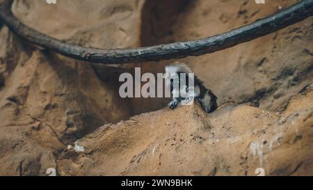 Aufnahme eines kleinen Tamarin-Affen mit Baumwollspitze in natürlichen Lebensräumen Stockfoto