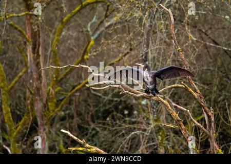 Ein Kormoran in der Wildnis Stockfoto