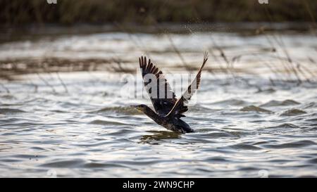 Ein Kormoran in der Wildnis Stockfoto