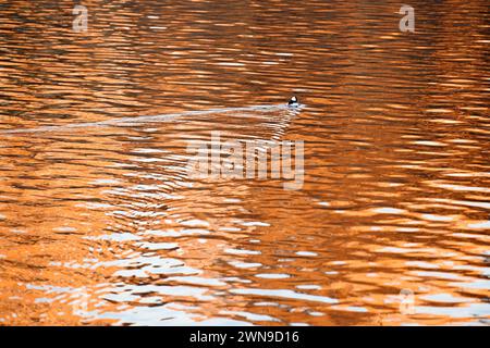 New York, USA. Februar 2024. Ein Büffelkopf schwimmt auf einem See im Central Park, New York, USA, 29. Februar 2024. Quelle: Li Rui/Xinhua/Alamy Live News Stockfoto