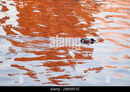 New York, USA. Februar 2024. Ein Nordschaufel schwimmt auf einem See im Central Park, New York, USA, 29. Februar 2024. Quelle: Li Rui/Xinhua/Alamy Live News Stockfoto