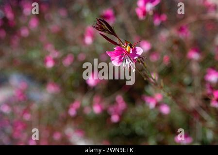 Eine Biene bestäubt zarte rosa Blüten von Lindheimers Beeblossom Butterfly Gaura Stockfoto