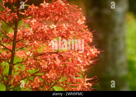 Nahaufnahme einer hübschen Pagodenblume. Die Farbe ist rot und hat eine einzigartige Form, die einem Tempel ähnelt. Wir treffen diese Blume oft in Wonosobo, Indo Stockfoto