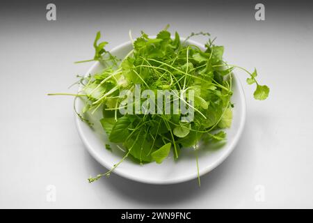 Microgreens Koriander und Basilikum auf einer weißen Untertasse Nahaufnahme. Stockfoto