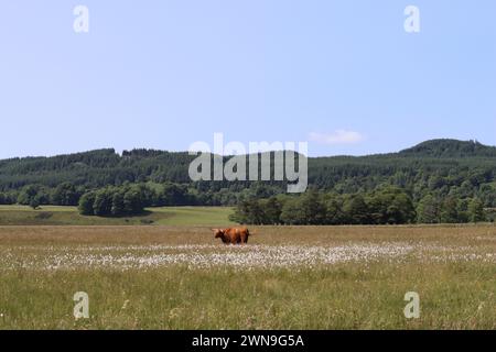 Braune Hochlandkuh mit großen Hörnern, die auf einer Wiese weiden, umgeben von Wildblumen Stockfoto