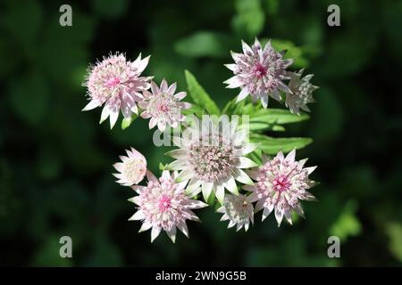 Nahaufnahme von blassrosa und cremefarbenen Astrentienblüten Stockfoto