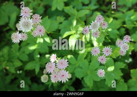 Nahaufnahme von blassrosa und cremefarbenen Astrentienblüten Stockfoto