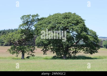 Bäume auf einer Wiese im Sommer Stockfoto