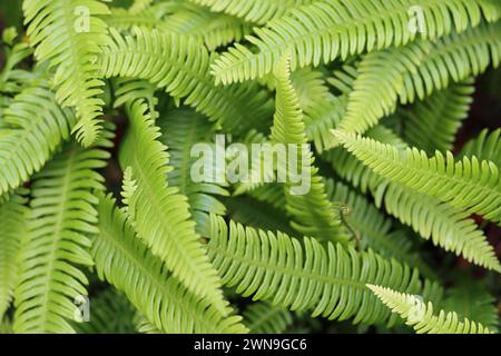 Nahaufnahme eines Haufens von Schwertfarnwedel Stockfoto