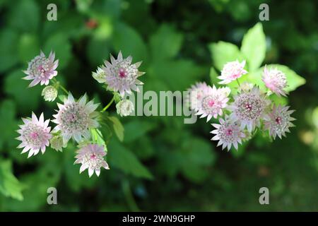 Nahaufnahme von blassrosa und cremefarbenen Astrentienblüten Stockfoto