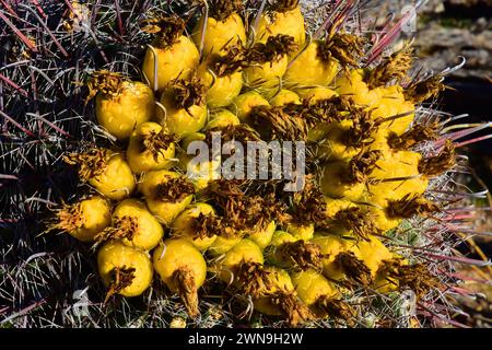 Arizona Barrel Cactus Ferocactus wislizenii Frucht aus nächster Nähe Stockfoto