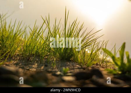 Kleine Blumen und Pflanzen aus der Oase von Dubai Stockfoto