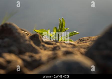 Kleine Blumen und Pflanzen aus der Oase von Dubai Stockfoto