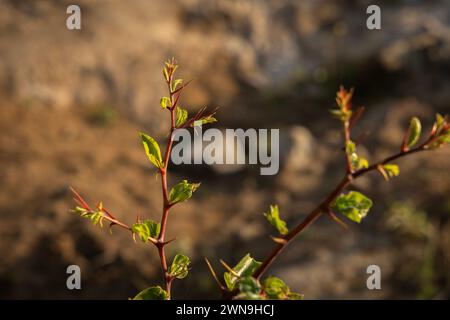 Kleine Blumen und Pflanzen aus der Oase von Dubai Stockfoto