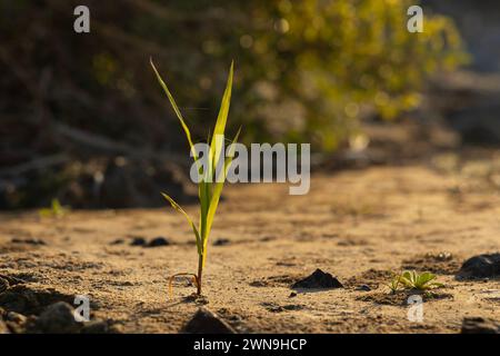 Kleine Blumen und Pflanzen aus der Oase von Dubai Stockfoto