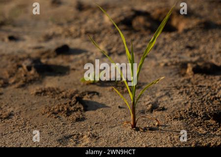 Kleine Blumen und Pflanzen aus der Oase von Dubai Stockfoto