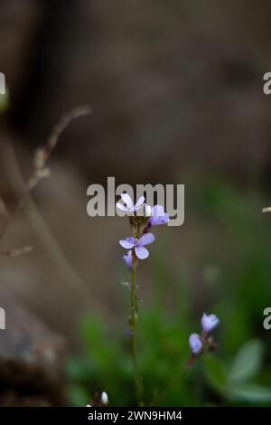 Kleine Blumen und Pflanzen aus der Oase von Dubai Stockfoto