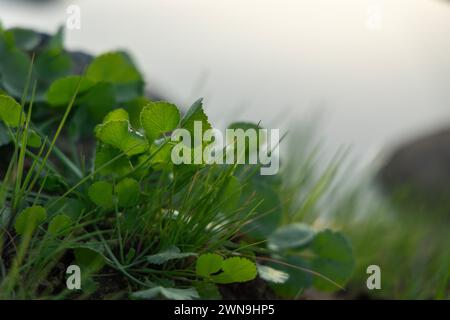 Kleine Blumen und Pflanzen aus der Oase von Dubai Stockfoto