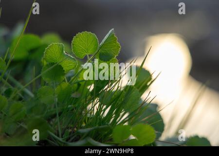 Kleine Blumen und Pflanzen aus der Oase von Dubai Stockfoto