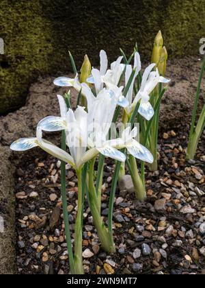 Die zarten weißen Blüten von Iris reticulata „Frozen Plant“ Stockfoto