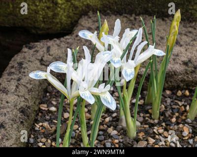 Die zarten weißen Blüten von Iris reticulata „Frozen Plant“ Stockfoto