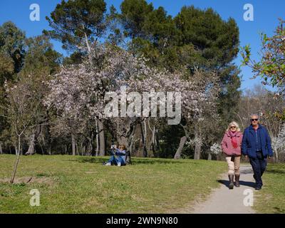 Besuch der in Blüte befindlichen Mandelbäume im Park Quinta de los Molinos in Madrid, 1. März 2024 Spanien Stockfoto