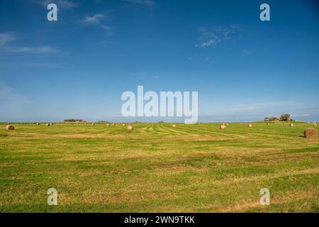 Landschaft mit Warften, ao. Kirchwarft und Ockelützwarft, auf Hallig Hooge, Nordfriesland, Schleswig-Holstein, Deutschland Stockfoto