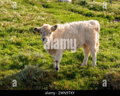 Beiges Galloway-Kalb, junge Kuh, auf der Wiese mit Blick auf die Kamera auf Hallig Hooge, Nordfriesland, Schleswig-Holstein, Deutschland Stockfoto