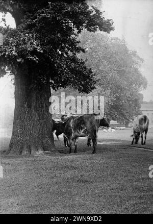 1897 Historisches Schwarzweißfoto von Kühen auf der Bischops Meadow an einem nebeligen Frühlingsmorgen am Fluss Wye in Hereford, Herefordshire, England, Großbritannien Stockfoto