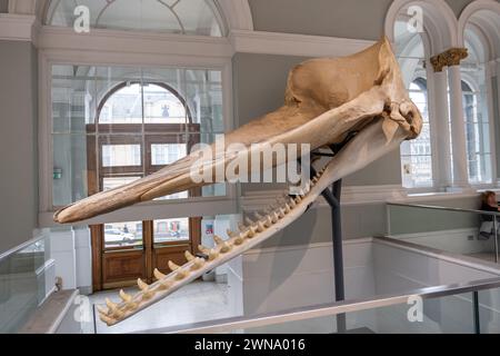 Schädel und Kieferknochen eines erwachsenen männlichen Pottwals Physeter catodon (Physeter macrocephalus) in der Familie Physeteridae im National Museum of Scotland in Stockfoto