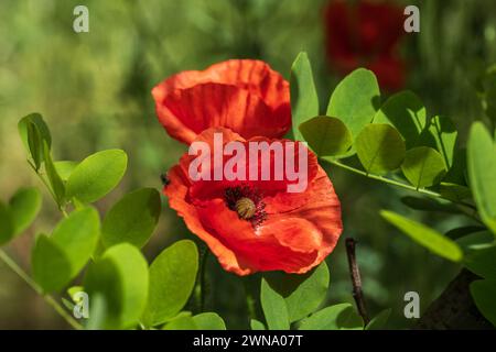 Wilde Mohnblüten im Frühjahr, rote blühende Pflanze in der Familie Papaveraceae. Stockfoto