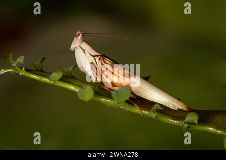 Eine Orchideenmantis auf einer grünen Pflanze Stockfoto