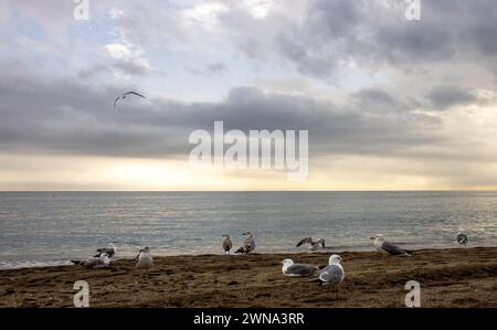 La imagen muestra una serena escena de playa al atardecer. EN Primer plano, Varias gaviotas. Marbella, España Stockfoto