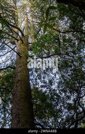 Ein mystischer Dreizack oder Trishul-förmiger Deodar-Baum, ein Symbol von Lord Shiva im Tarkeshar Mahdev-Tempel, eine Hindu-Pilgerfahrt in Pauri Garhwal Uttarakhand Stockfoto