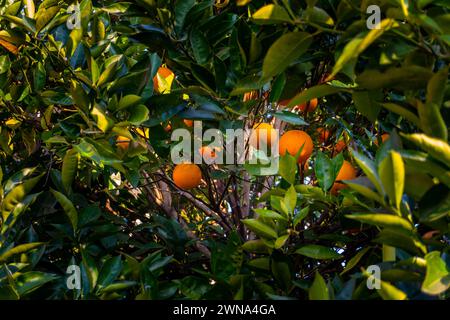 Malta oder Blood Orange Citrus Obstbaum im oberen Himalaya, Pauri Garhwal, Uttarakhand, Indien Stockfoto