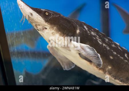 Großer grauer Wels im Aquarium nah oben in klarem Wasser Stockfoto