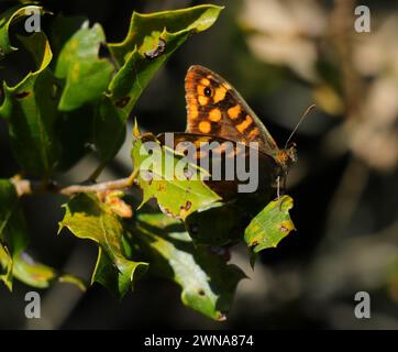 Wall Brown Butterfly - Lasiommata megera. Erwärmung im Sonnenlicht auf einem Blatt. Anfang Frühling. Oeiras, Portugal. Stockfoto