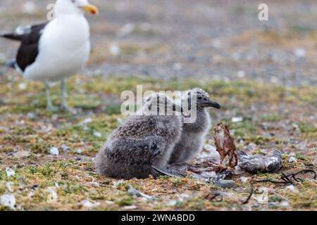 Zwei Möwen sitzen nex nebeneinander und ihre Mutter im Hintergrund bewacht sie. Stockfoto