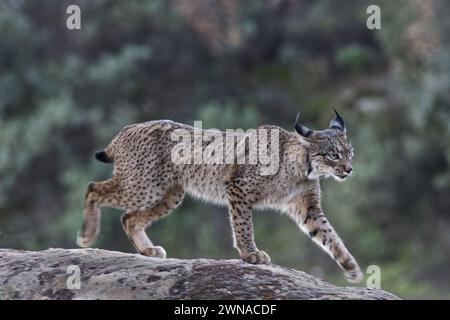 Iberische Luchs Stockfoto