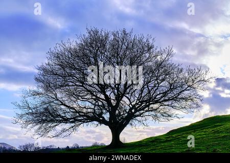 Einsamer Baum in Silhouette auf einem Hügel Stockfoto