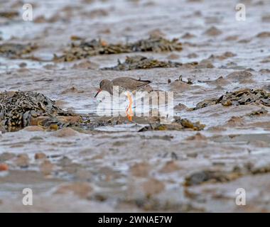 Rotschenkel (Tringa Totanus) Stockfoto