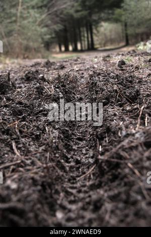 Diese Nahaufnahme der Reifenspur eines Fahrrads führt in den Wald. Worcestershire, Großbritannien. Foto im April Stockfoto