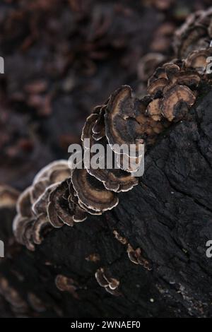 Eine Nahaufnahme dieses Klammerpilzes, der auf der Rinde eines Baumstumpfes im Wald wächst. Warwickshire, Großbritannien Stockfoto