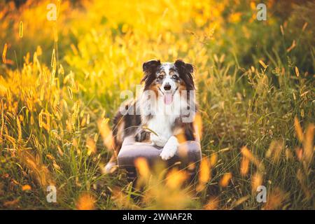 Ein australischer Schäferhund entspannt sich auf einer weichen Bank auf einem Feld Stockfoto