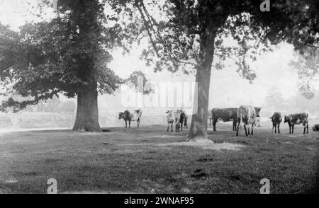 1897 Historisches Schwarzweißfoto von Kühen auf der Bischops Meadow an einem nebeligen Frühlingsmorgen am Fluss Wye in Hereford, Herefordshire, England, Großbritannien Stockfoto