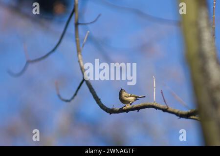 Dendroica Townsendi, ein Seeblitter von Townsend, liegt am Küstenstrand im Discovery Park washington State Stockfoto