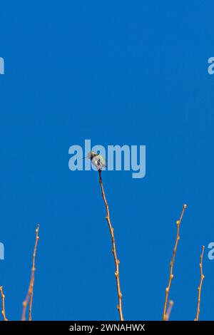 Anna's Hummingbird Calypte anna thronte am blauen Himmel im Discovery Park Seattle Washington Stockfoto