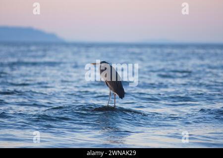 Great Blue Heron, Ardea herodias, Angeln im Puget Sound Salish Meer am Discovery Park, Seattle, Washington State, USA Stockfoto